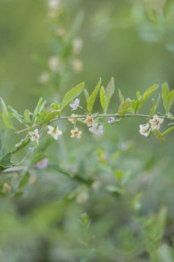 Minik renkli çiçekli küçük yeşil dal 