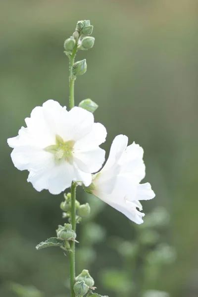 White Flowers Big Petals Green Background — Stock Fotó