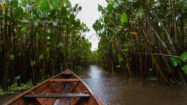 Amazon yağmur ormanları su yolu