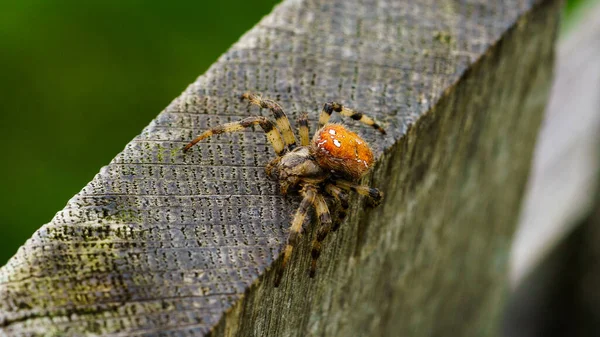 Avrupalı bir bahçe örümceğinin yakın çekimi