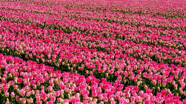 Flevopolder 'da Hollanda laleleri