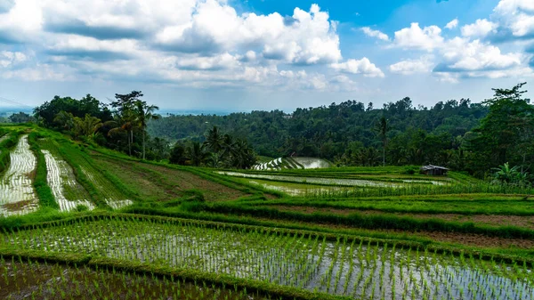 Jatiluwih pirinç tarlaları, Bali, Endonezya, Asya