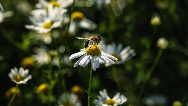 Close up of a fly on a oxeye daisy
