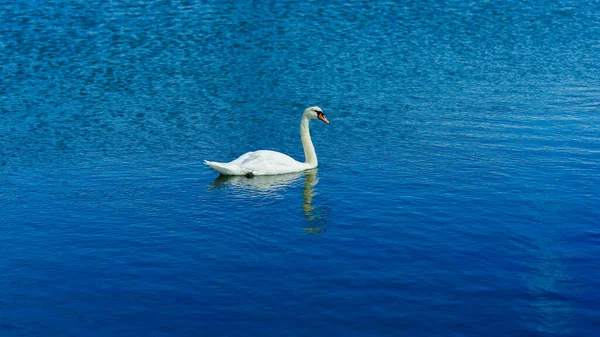 A beautiful white swan. swimming in the north sea coast