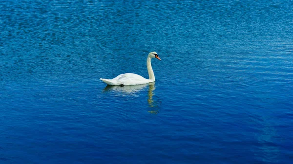 Beautiful White Swan Swimming North Sea Coast — Fotografia de Stock