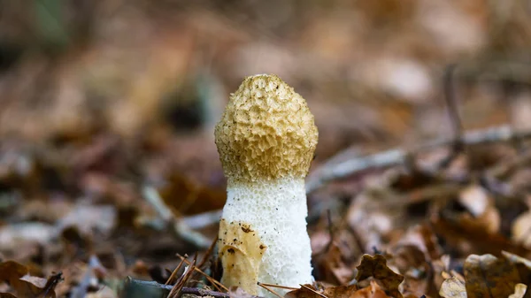 Phallus impudicus in autumn, the Netherland