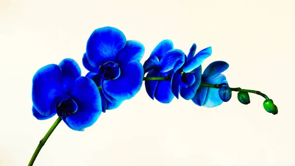 Beyaz zemin üzerinde mavi orkide