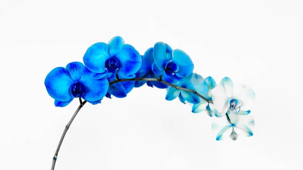 Beyaz zemin üzerinde mavi orkide