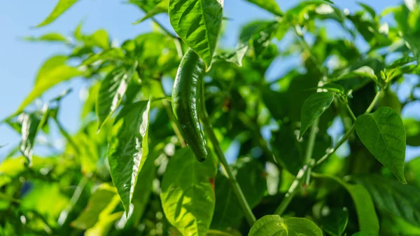 Fresh hot green chili growing in the sun