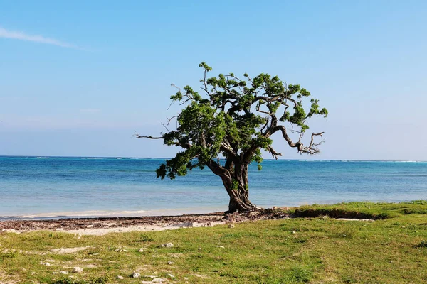 Mavi denize karşı yeşil ağaçları olan yalnız bir ağaç. güzel doğa.