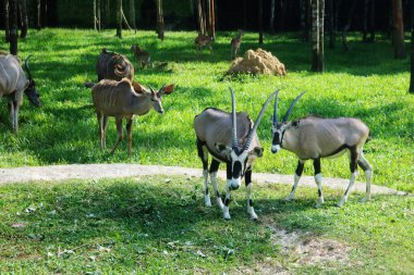 İki genç keçi yeşil çimlerde