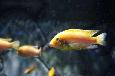 Akvaryumdaki balıklar doğal ortamda
