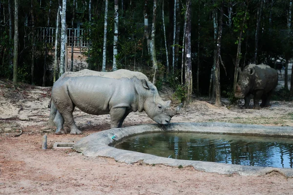 Genç bir gergedan göletten su içiyor.