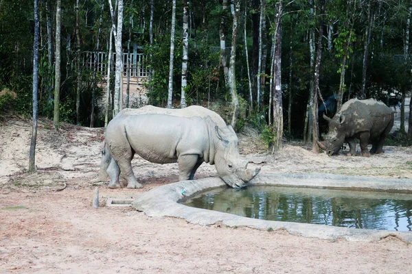 Genç bir gergedan göletten su içiyor.