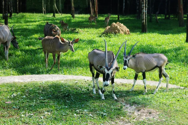 İki genç keçi yeşil çimlerde