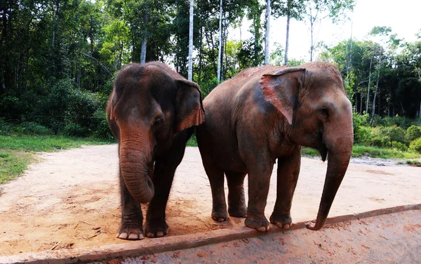 Tsavo-Shan 'daki hayvanat bahçesindeki filler.