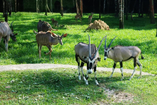 Yeşil çimlerde bir keçi sürüsü