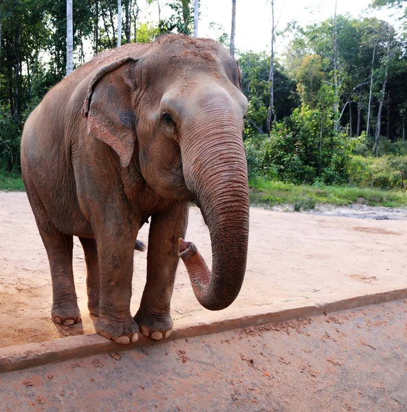 Büyük bir filin yakın çekimi. 
