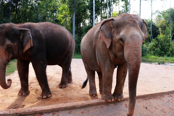 İki büyük filin yakın çekimi.