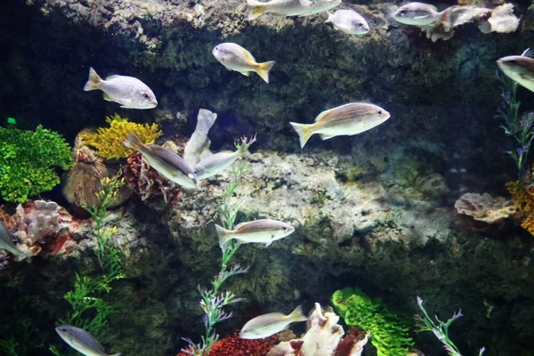 Akvaryumdaki tropikal balık ve balıklar