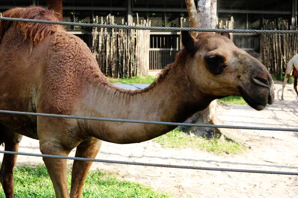Genç bir devenin yakın plan bir fotoğrafı. Bir çitin çitindeki çayırda sana bakıyor.