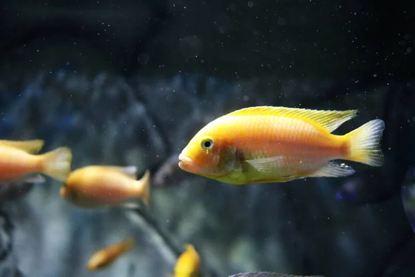 Akvaryumdaki balıklar doğal ortamda