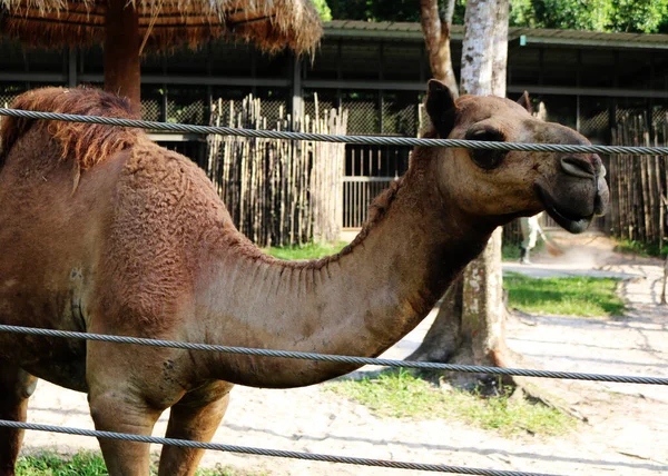 Genç bir devenin yakın plan bir fotoğrafı. Bir çitin çitindeki çayırda sana bakıyor.