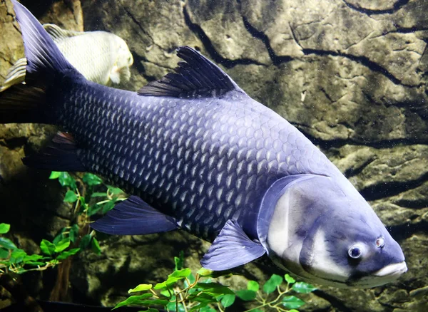 Akvaryumdaki balıklar