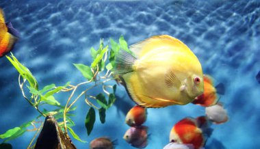 Güzel sualtı dünyası. Akvaryumdaki deniz balığı..