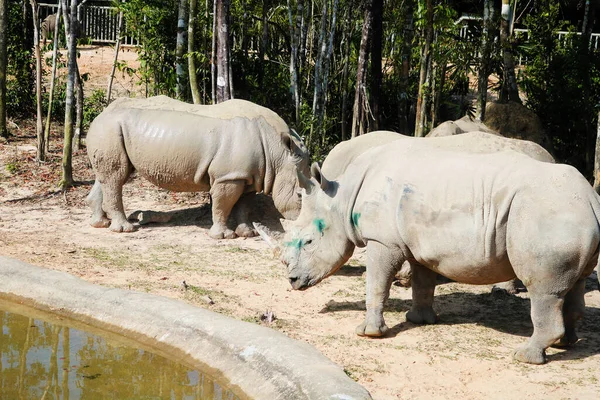 Tanzanya hayvanat bahçesinde bir gergedan
