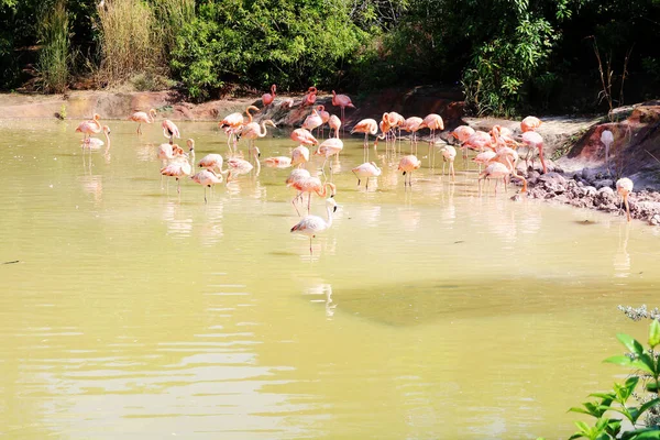 Su parkındaki flamingo sürüsü, Vietnam 