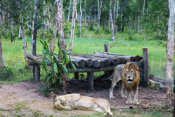 Çimlerin üzerinde yatan iki büyük aslan