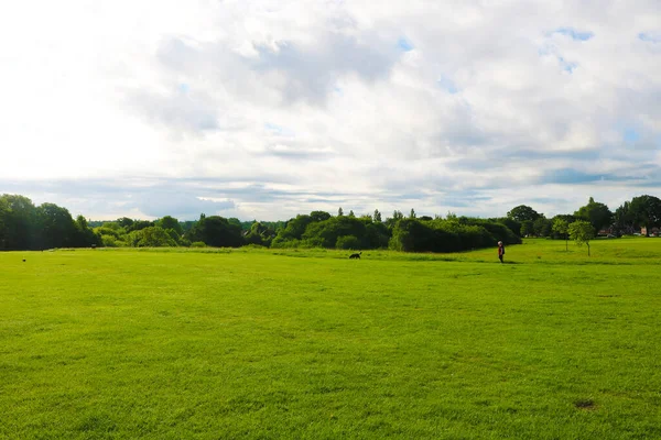 Parkta yeşil çimenler