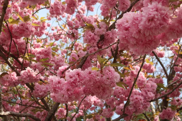 Bahçedeki pembe sakura çiçekleri