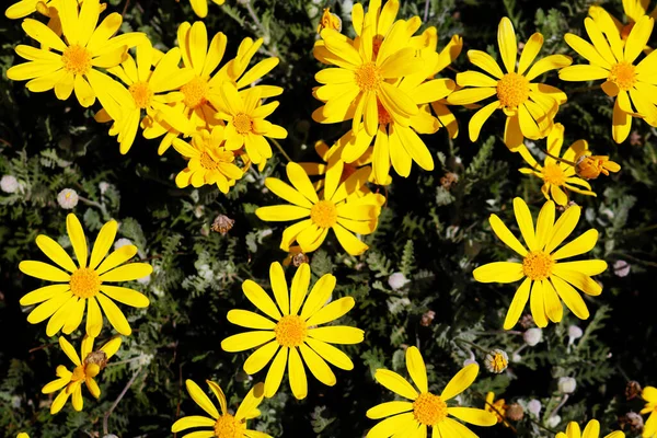 Bahçedeki sarı çiçekler