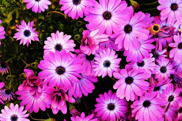 Bahçedeki güzel mor çiçekler