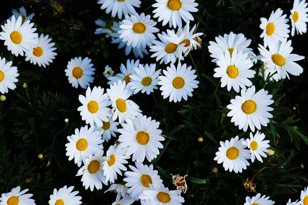 Bahçedeki beyaz papatyalar