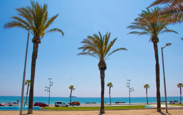 Kumsaldaki kumda palmiye ağaçları