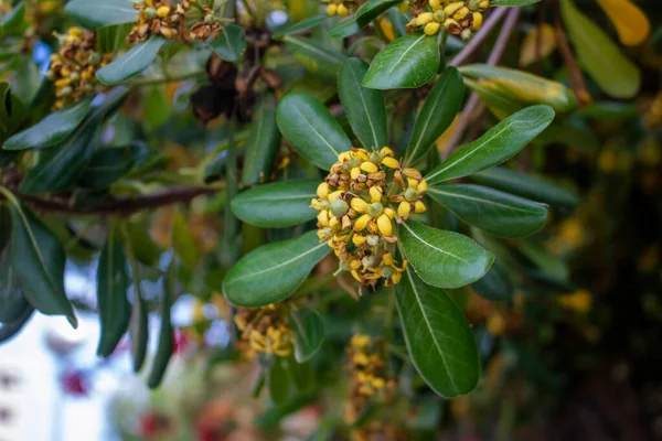 Bahçede yetişen yeşil bir bitkinin yakınında.