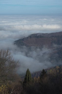 view of foggy autumn forest