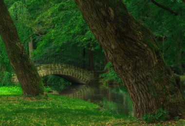 Ormandaki yeşil park