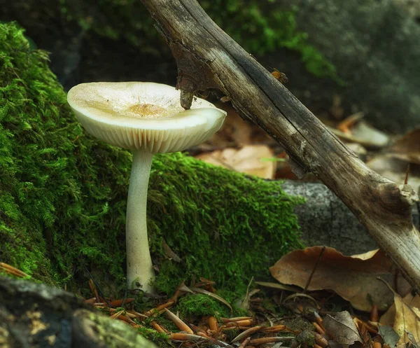 Mushrooms Growing Moss Forest Mushroom Nature — Φωτογραφία Αρχείου