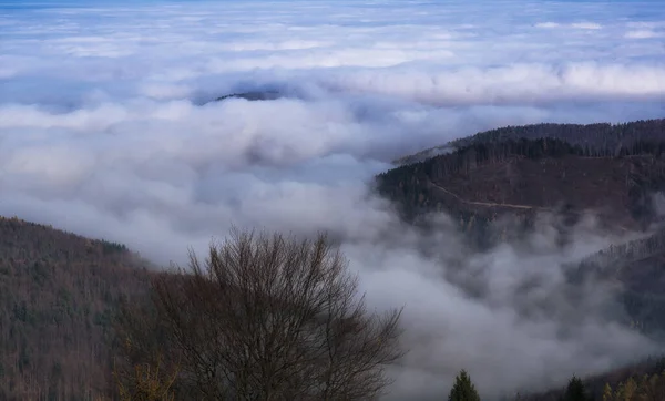 Beautiful Forest Morning Fog — 스톡 사진