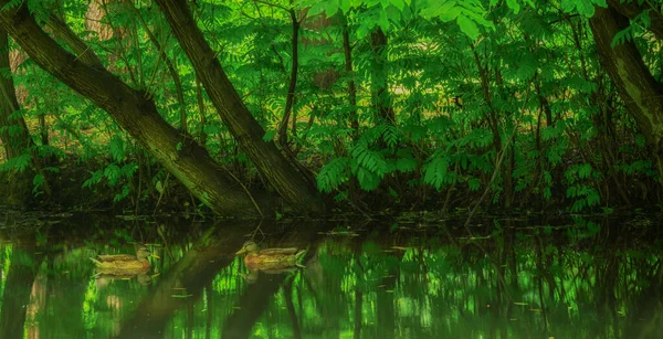 Miejski Park Słoneczny Dzień — Zdjęcie stockowe