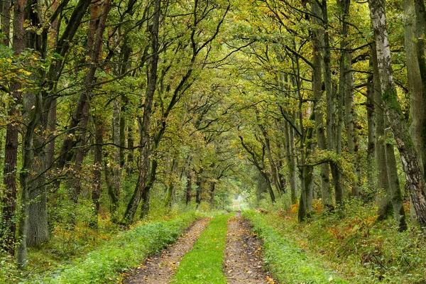 Belle Vue Depuis Sentier Dans Forêt — Photo