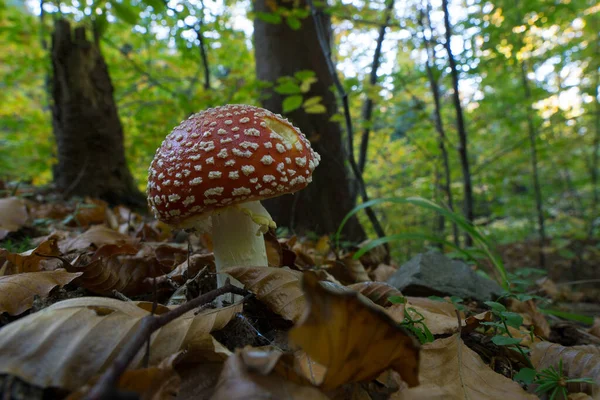 Közeli Egy Gomba Erdőben — Stock Fotó