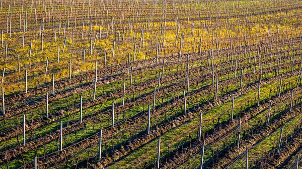Morning View Beautiful Autumn Vineyards South Moravia Czech Republic — Stock fotografie