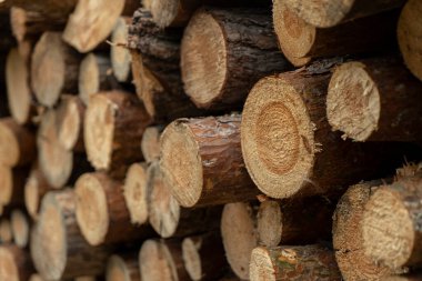 forest land harvesting of firewood for business for sale.