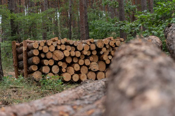 pine forest with harvested firewood lying in the forest. Logging of firewood for winter.