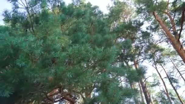 在阳光下 用绿色苔藓叶和松针在森林背景地面上进行近距离拍摄 — 图库视频影像